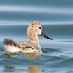 American Avocet
